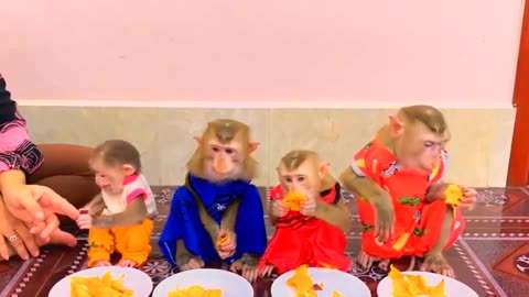 They are Clever and Lovely #monkeys #pets #animals #funny #1