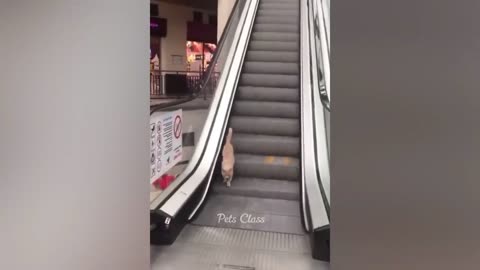 Funny😄 cat and dog funny😂 moment