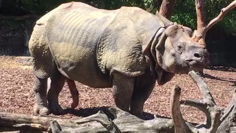 Rhinos