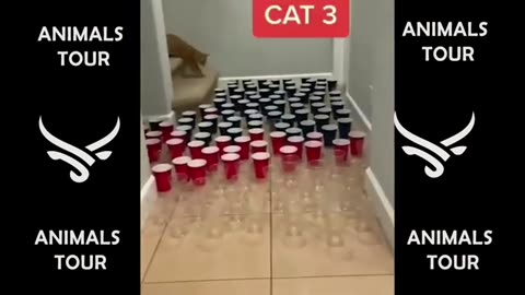 Funny videos