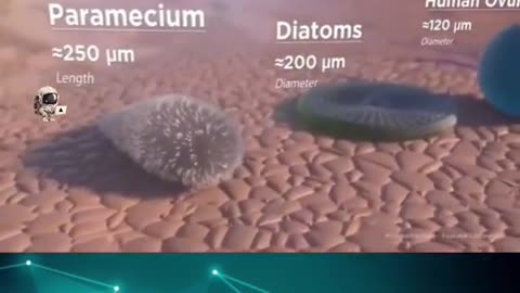 Microorganisms size cmaparisons