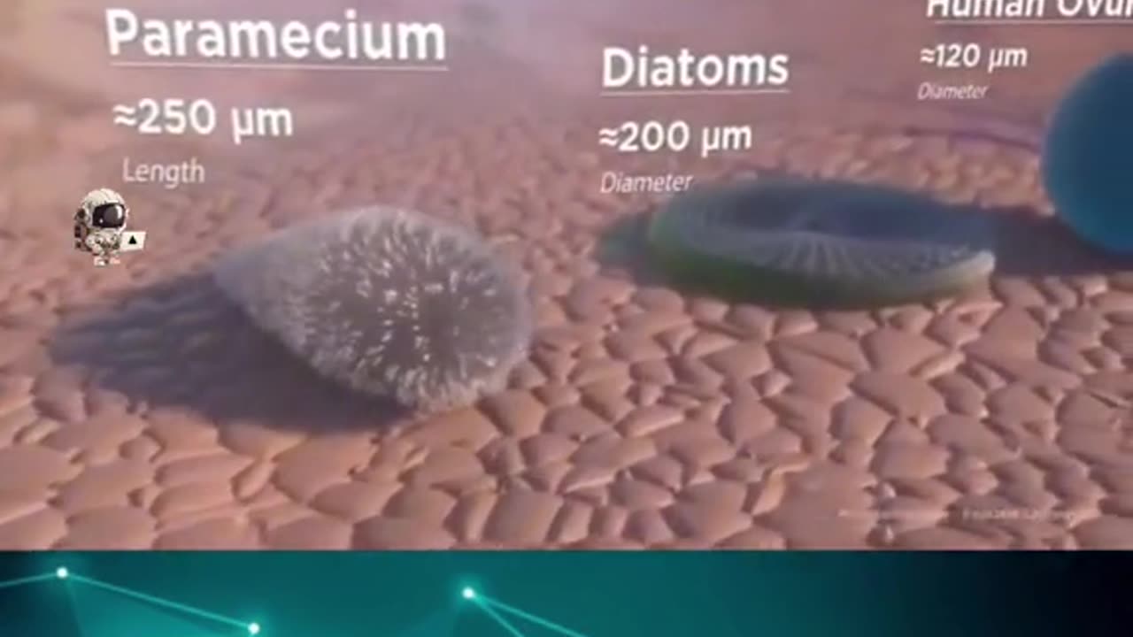Microorganisms size cmaparisons