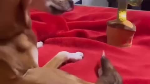 The Doge is scared 😁😁