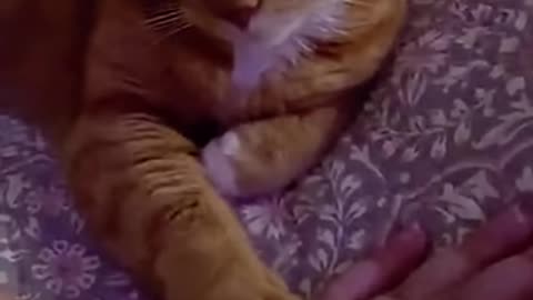 Funniest Animals 2024 (part 2) 😂