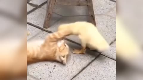Cat and duck playing