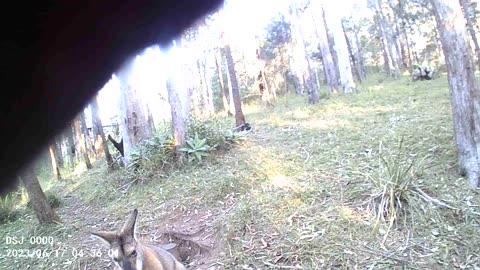 Bush Turkeys, Bonzo-Son and Goggles