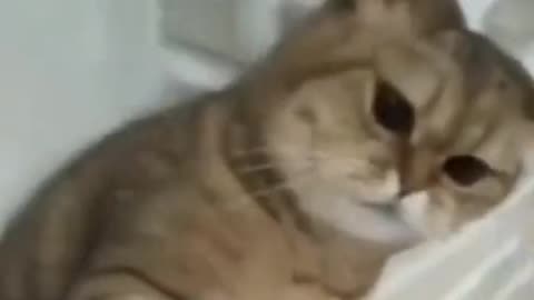Cute cat