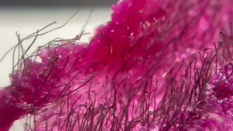 Unlocking the Secret: How Hair Bonds to Sexy Smooth Tickled Pink Hard Wax with Anabella Mercado