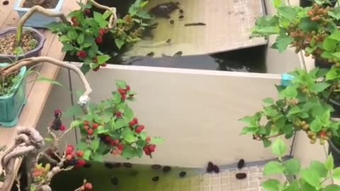 Hãy khoe khu vườn nơi giải trí ở nhà của các bạn đi nào