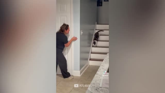 Bark At Your Dog Challenge- Funny Dog Reaction Videos| Pets House