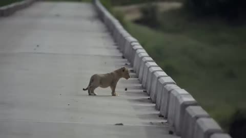 Cuteness Overload