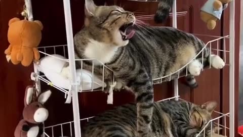SO CUTE CATS AND GOOD NIGHT 😴🌉