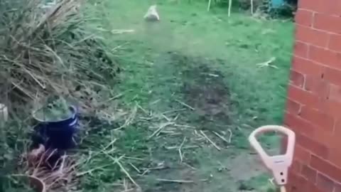 funny cat and dogs 1 short funny cat and dogs