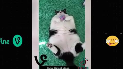 Funny animal