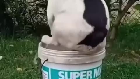 FUNNIEST DOGS AND CAT