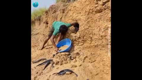 Amazing video of a village boy fishing.Big fish meet fishermen