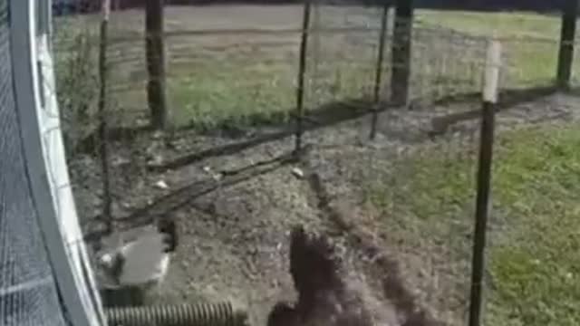 Chicken vs Chicken Fight, fight, fight