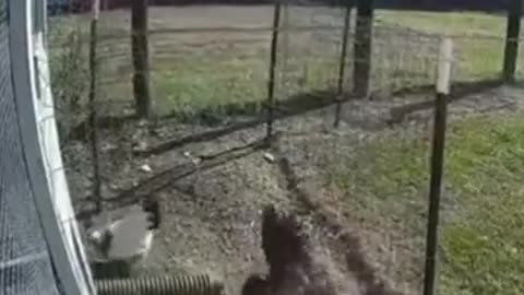 Chicken vs Chicken Fight, fight, fight