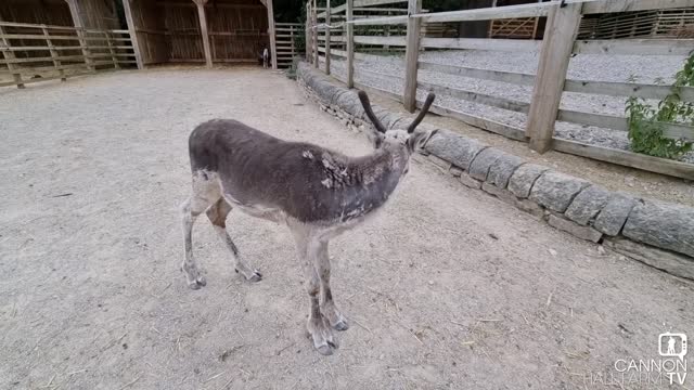 Checking in with reindeer Roger - Cannon Hall Farm