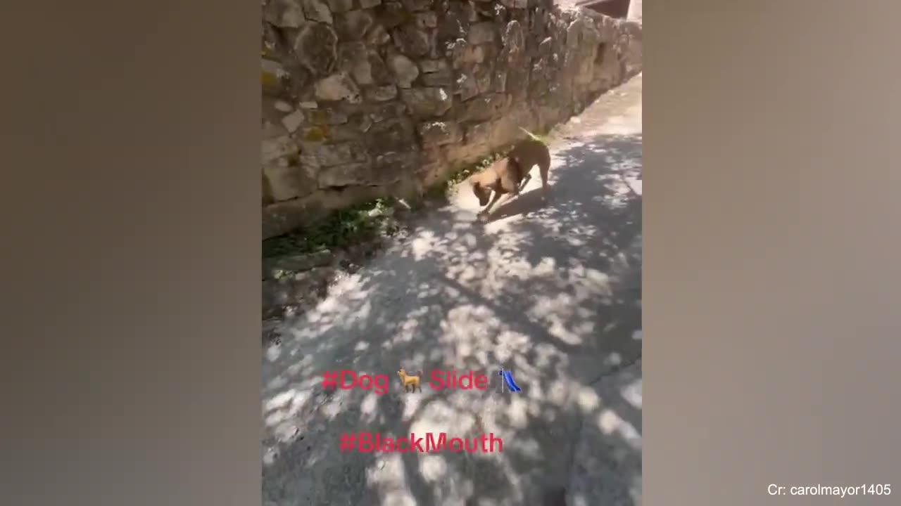 Funny Dogs And Cats Videos 2023 πΈπΆ Best Funniest Animal Videos Of The Month π₯°π