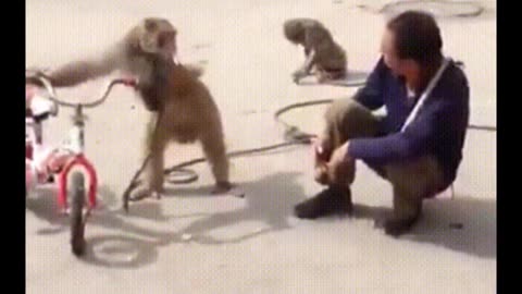 Funniest Monkey everrr 😂😂