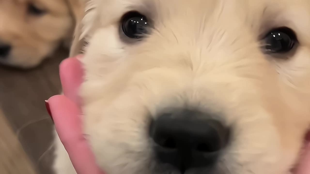 Cute puppies