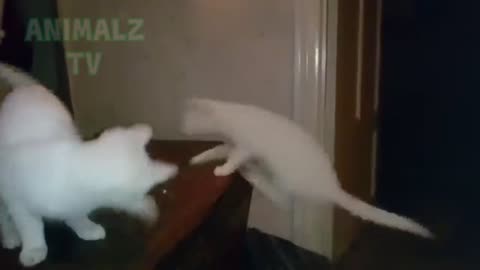 Les animaux les plus drôles échouent! - ESSAYEZ DE NE PAS RALLIER LE DÉFI!