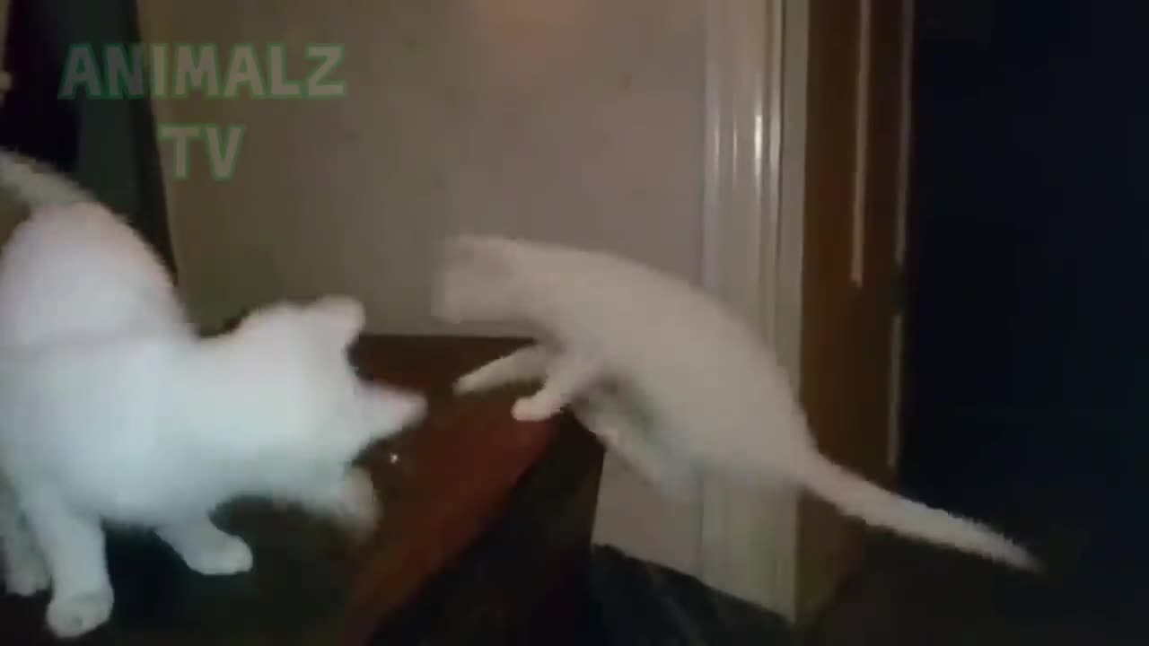 Les animaux les plus drôles échouent! - ESSAYEZ DE NE PAS RALLIER LE DÉFI!