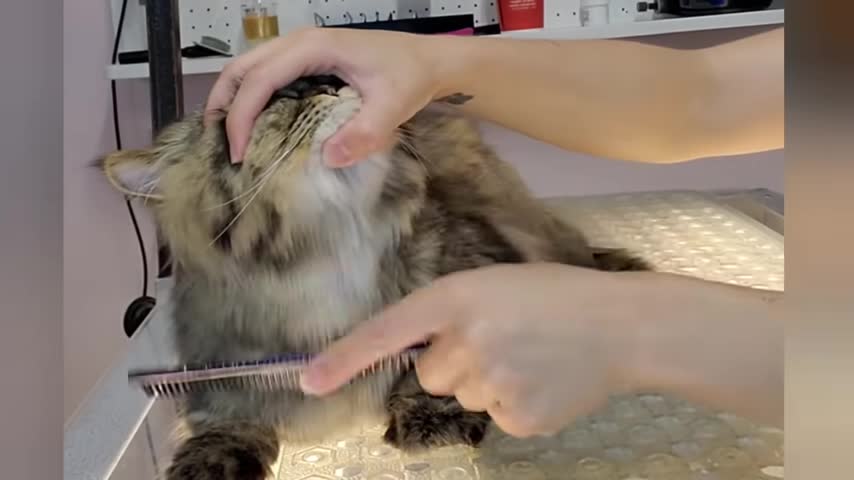 Hilarious angry Cat wants revenge on his groomer Mayonnaise is back