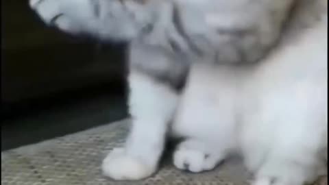 Cute cats laughter video