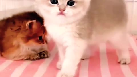 Cut baby kitten