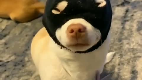 Don't play with super nikki😤