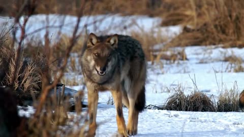 Wolf,hunt, wild animal