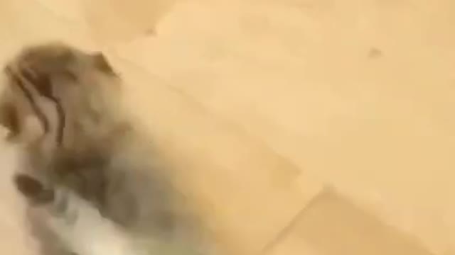 Cute Cats #Shorts Funny video #shorts