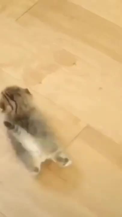 Cute Cats #Shorts Funny video #shorts