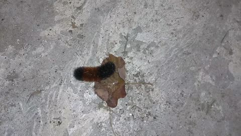Banded Woolly Bear