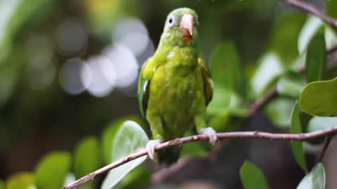 Bird 🐦 video | Cartoon animals 😇 | #animals | #shorts