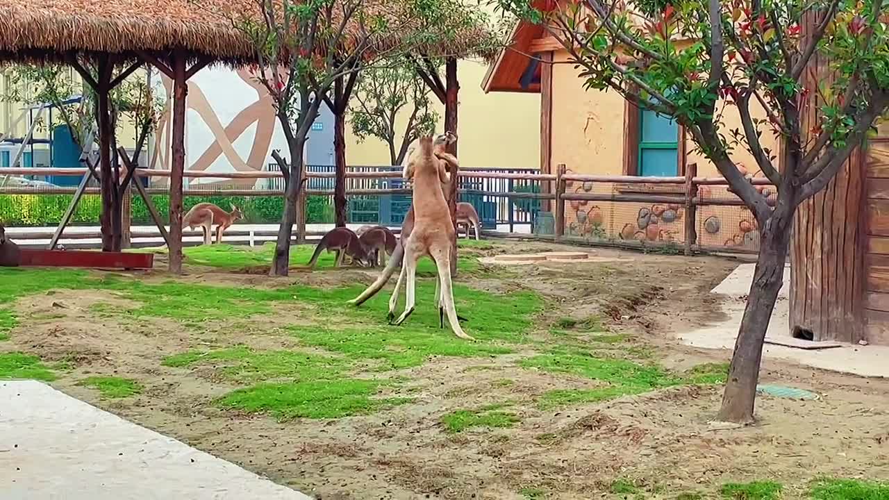 I don't know if the music will bring out the mood or if we can have a kangaroo boxing match