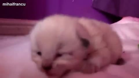 Cate fanny video . cate new video . cate fight video . new video