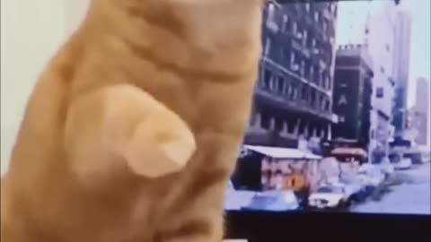 Funny and animals pets