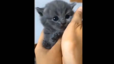 Funny videos