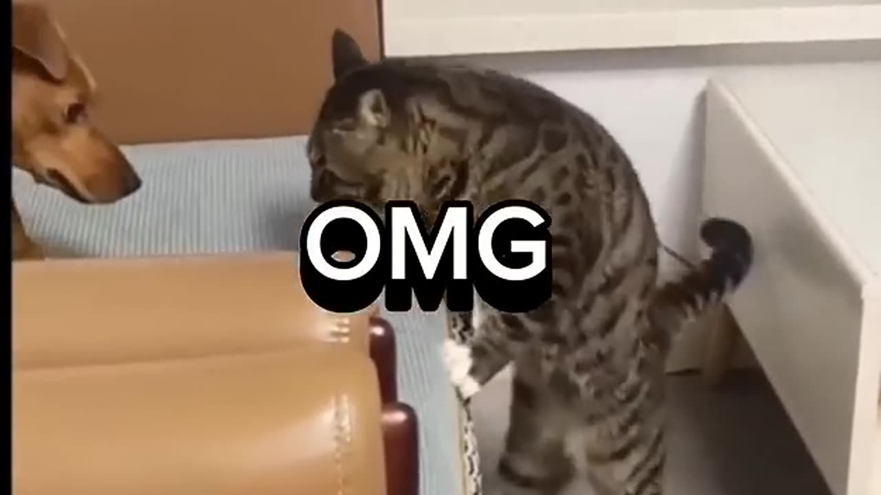 Cat and dog funny moments video for cat to watch cat ytshorts funny comedy