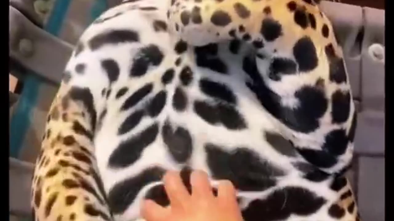 Big jagur belly ! adorable