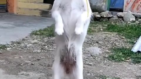 Dog Dance