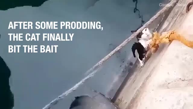 Cat in problem
