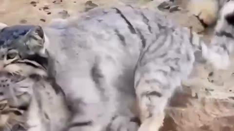 Pallas cat mom carries baby down a mountain side