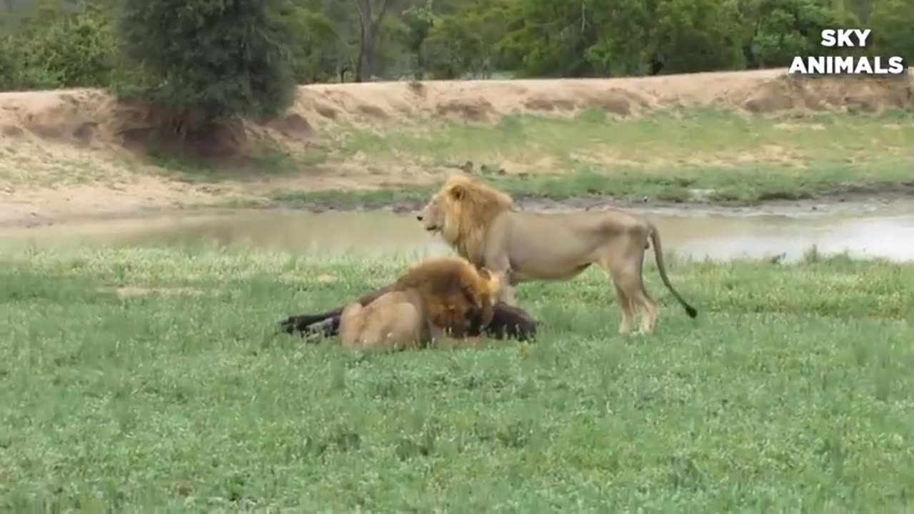 unbelievable war between buffalo and lion king