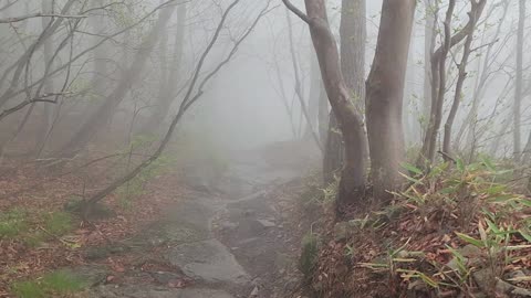 Foggy hiking trail