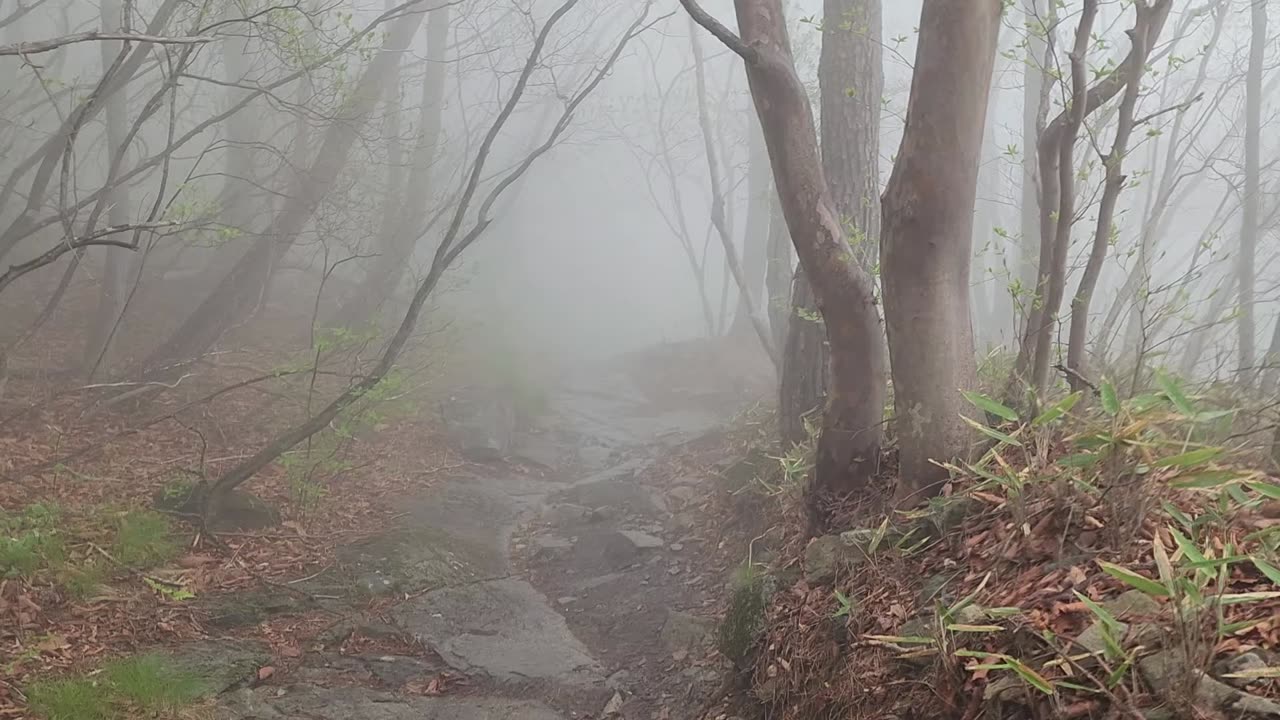 Foggy hiking trail