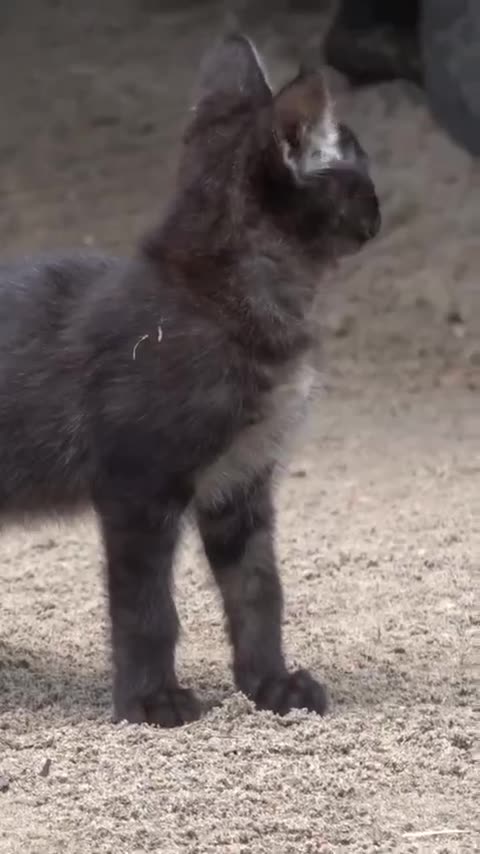 Jungle cats at the zoo